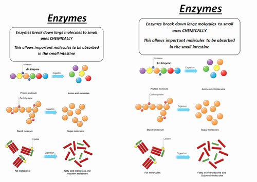 Enzyme Review Worksheet Answers Lovely Enzymes Worksheet