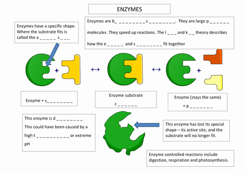 Enzyme Review Worksheet Answers Luxury Enzyme Annotation Worksheet by Aaron Chandler Teaching