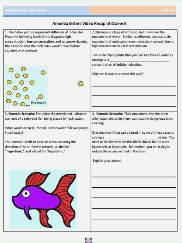 50 Enzyme Review Worksheet Answers