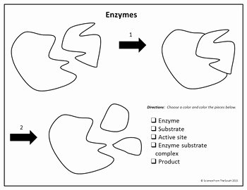 Enzyme Review Worksheet Answers Luxury Enzymes Coloring Worksheets with 8 Differentiated Versions