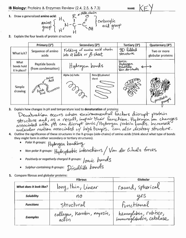 Enzyme Review Worksheet Answers Unique Ib Proteins &amp; Enzymes Review Key 2 4 2 5 7 3