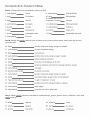 Enzyme Review Worksheet Answers Unique Marocmolecule Review Worksheet Answer Key