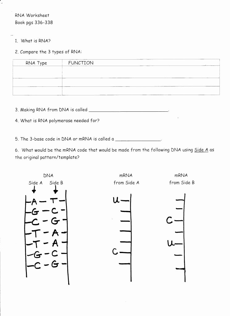 Enzyme Review Worksheet Answers Unique Restriction Enzyme Worksheet Answers