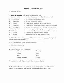 Enzyme Review Worksheet Answers Unique Studylib Essys Homework Help Flashcards Research