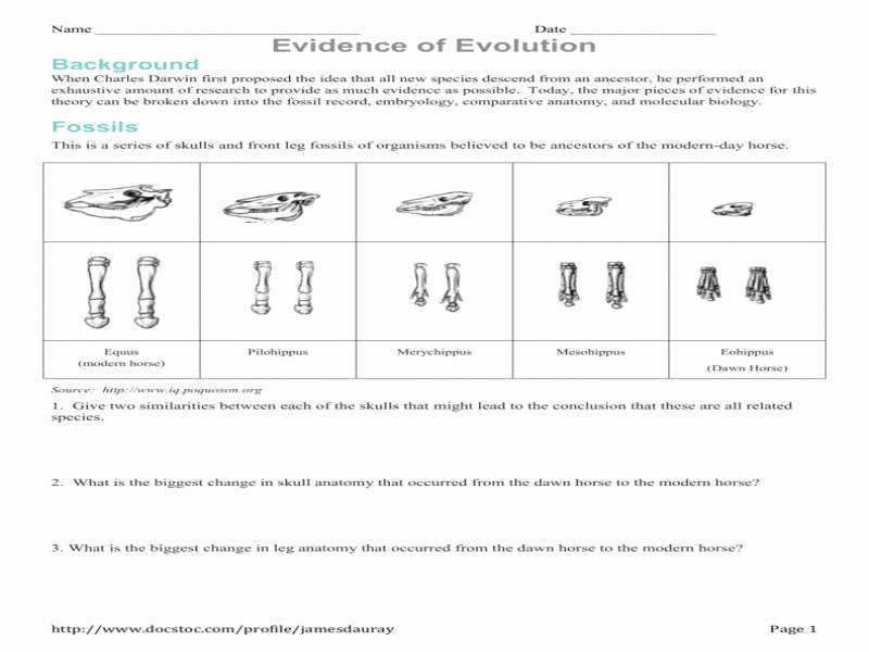 Evidence for Evolution Worksheet Answers Beautiful Evidence Evolution Worksheet