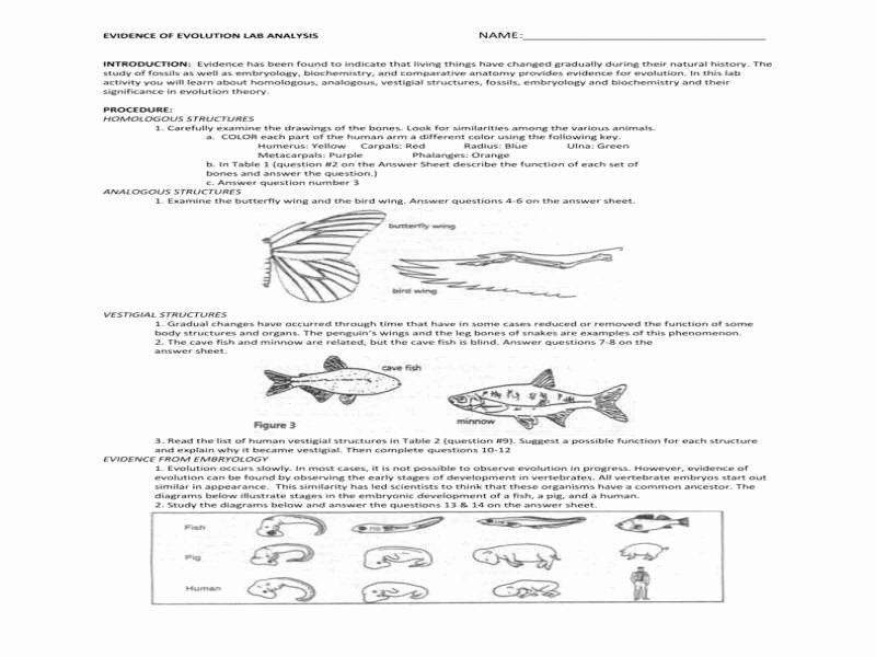 Evidence for Evolution Worksheet Answers Unique Evolution Worksheet