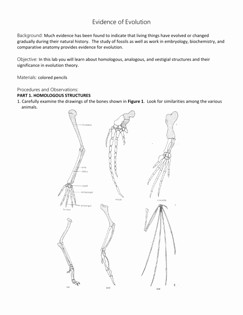 Evidence for Evolution Worksheet Awesome Worksheet Parative Anatomy Worksheet Grass Fedjp