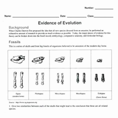 Evidence for Evolution Worksheet Fresh Evidence Evolution Worksheet