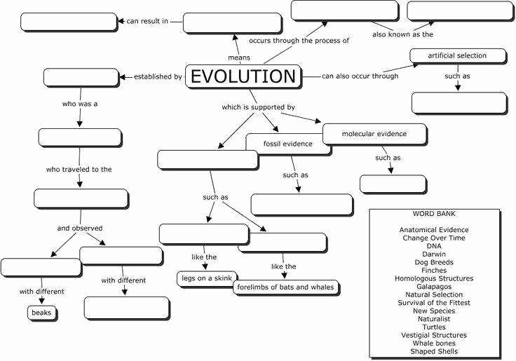 Evidence for Evolution Worksheet Inspirational Evidence Evolution Worksheet
