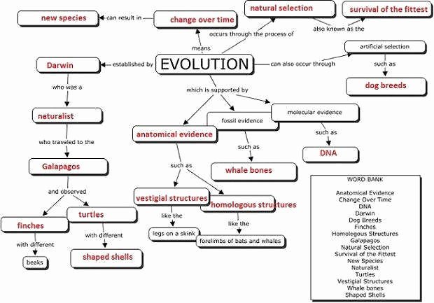 Evidence for Evolution Worksheet Luxury Evidence Evolution Worksheet