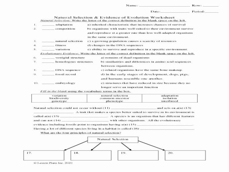 Evidence Of Evolution Worksheet Answers Beautiful Natural Selection and Evidence Evolution Worksheet