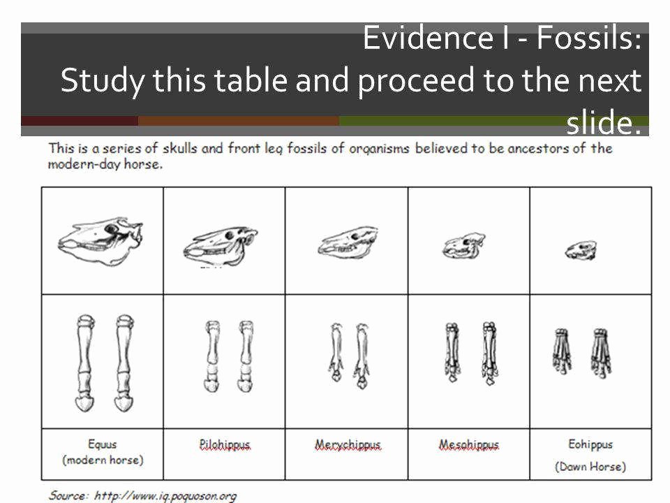 Evidence Of Evolution Worksheet Answers New Evidence Evolution Worksheet