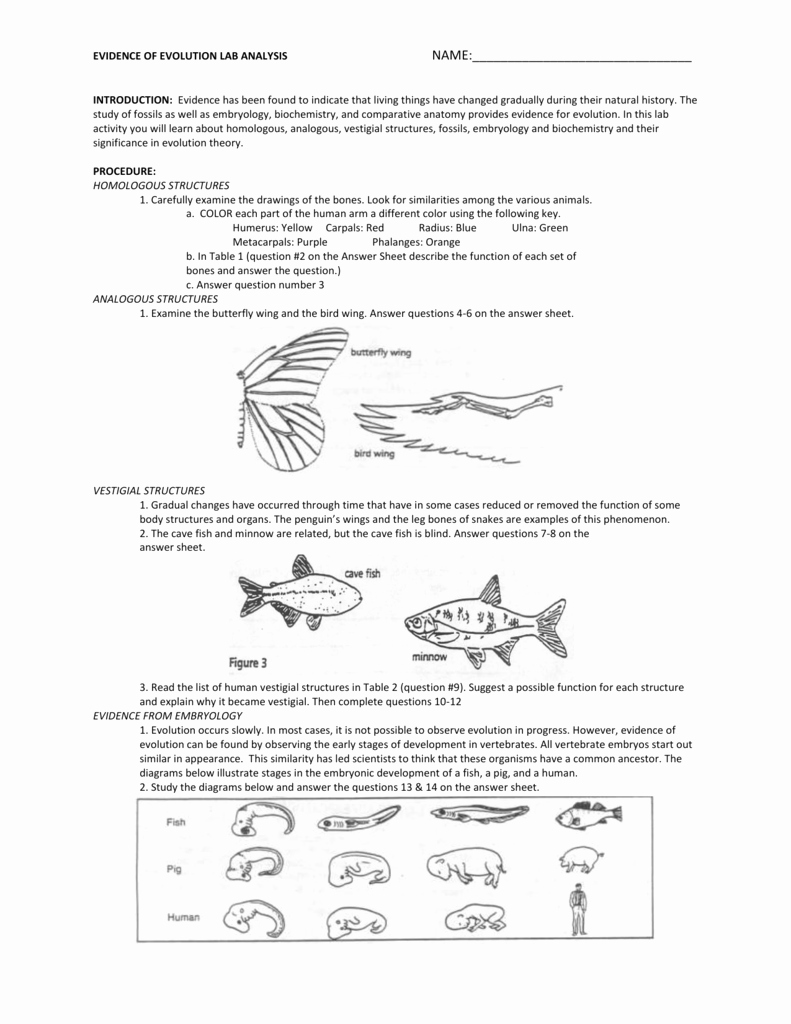 Evidence Of Evolution Worksheet Answers Unique Worksheets Evidence Evolution Worksheet atidentity