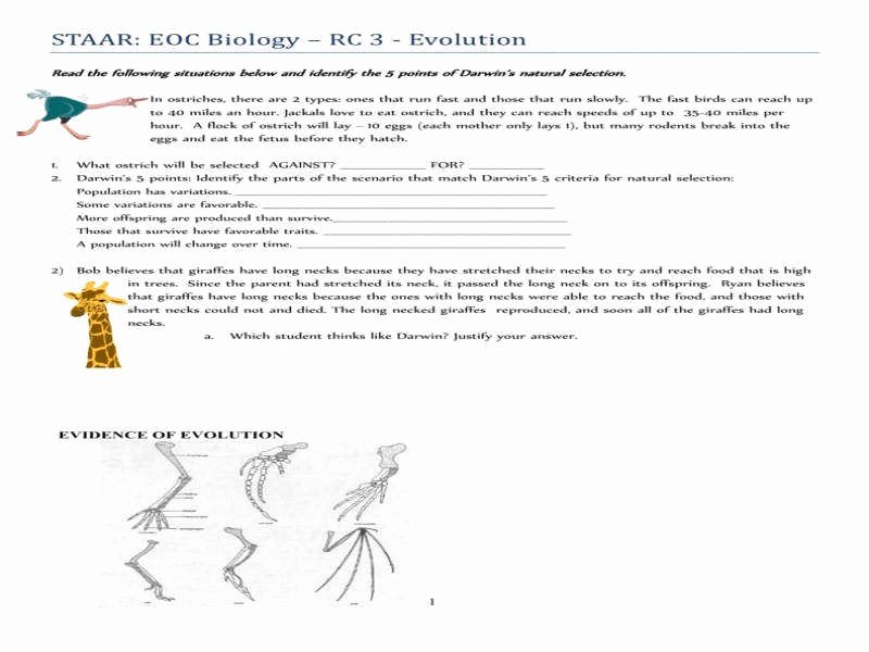 Evidence Of Evolution Worksheet Beautiful Evidence Evolution Worksheet