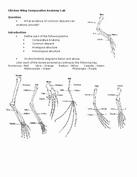 Evidence Of Evolution Worksheet Elegant Parative Anatomy Chicken Wing and Evidence Of Evolution