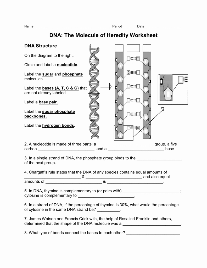 Fed Up Worksheet Answer Key Luxury Worksheet Dna the Molecule Heredity Worksheet Key
