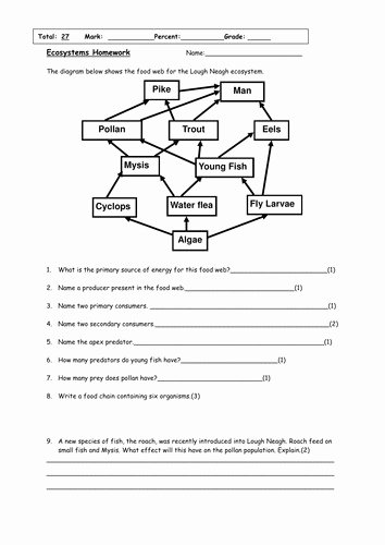 Food Chain Worksheet Answers Awesome Food Web Worksheet
