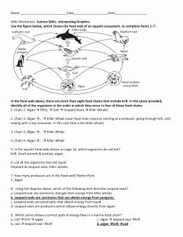 Food Chain Worksheet Answers Awesome Food Webs and Food Chains Worksheet