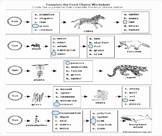 Food Chain Worksheet Answers Awesome Science Liceo Colombia Recovery 4th Term to 4° Grade