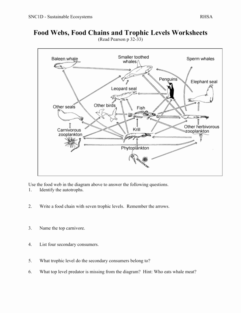 Food Chain Worksheet Answers Fresh 02 Food Webs Chains Trophic Levels Ws