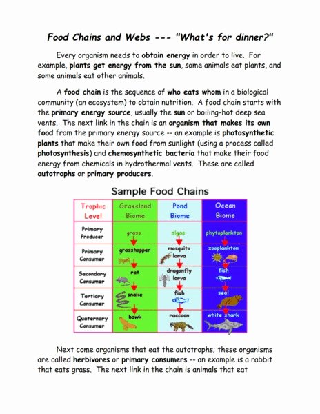Food Chain Worksheet Answers Inspirational Food Chains and Webs &quot;what S for Dinner &quot; Worksheet for