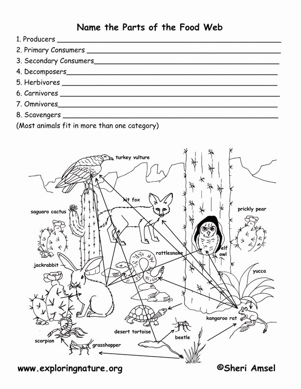Food Chain Worksheet Answers Inspirational Student Activity Sheet Food Web Yahoo Search Results
