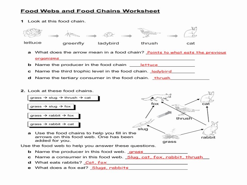 Food Chain Worksheet Answers New Food Chains and Food Webs Worksheet Answers Free