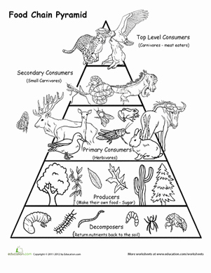 Food Chain Worksheet Answers Unique Food Chain Pyramid Worksheet