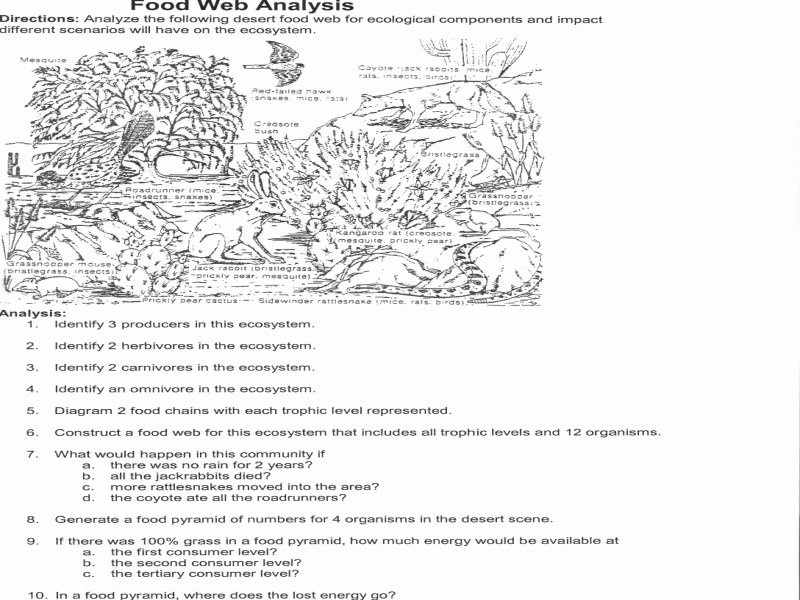 Food Chain Worksheet Answers Unique Food Chains and Food Webs Worksheet Answers Free