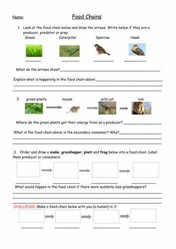 Food Chain Worksheet Pdf Elegant Food Chains Full Lesson with Worksheets Plan and Food Web