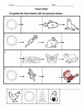 Food Chain Worksheet Pdf Fresh Food Chain Activities Center and assessment by Maria