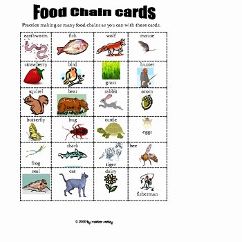Food Chain Worksheet Pdf New Science Consumers Producers &amp; Food Chain Worksheet