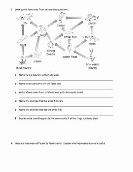 Food Chains and Webs Worksheet Beautiful Food Webs and Food Chains Worksheet by Family 2 Family