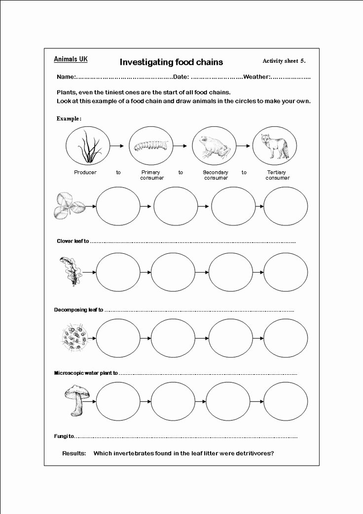 Food Chains and Webs Worksheet Best Of 11 Best Of Food Chain Worksheets 2nd Grade Food