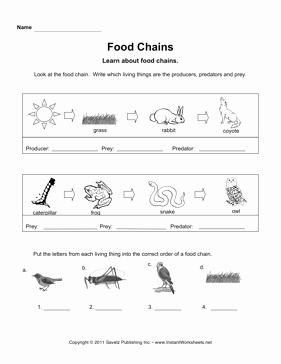 Food Chains and Webs Worksheet Best Of Food Chains