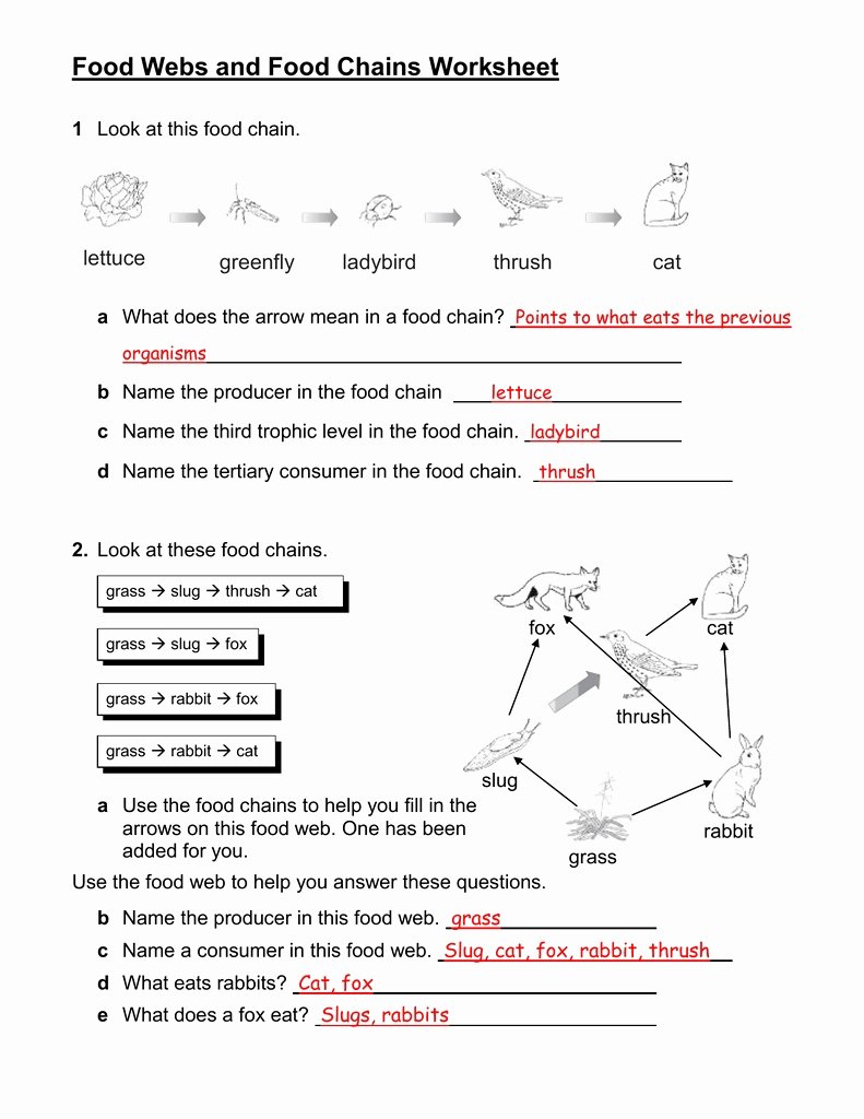 Food Chains and Webs Worksheet Best Of Food Web Worksheets Answer Key
