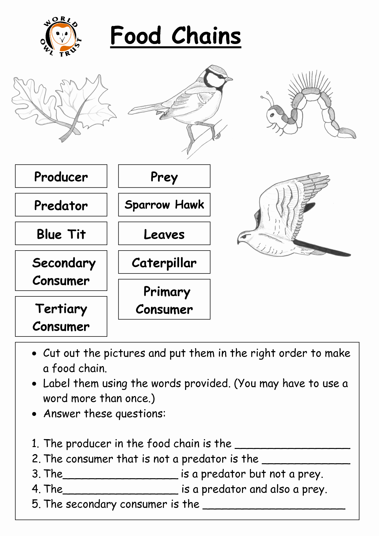 Food Chains and Webs Worksheet Inspirational 12 Best Of Worksheets Food Chain Web Pyramid Food