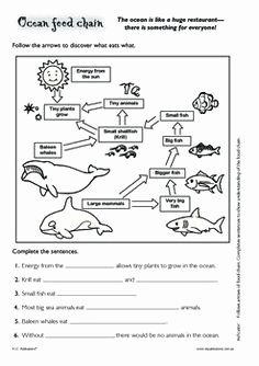 Food Chains and Webs Worksheet Inspirational Worksheets Food Chains Science