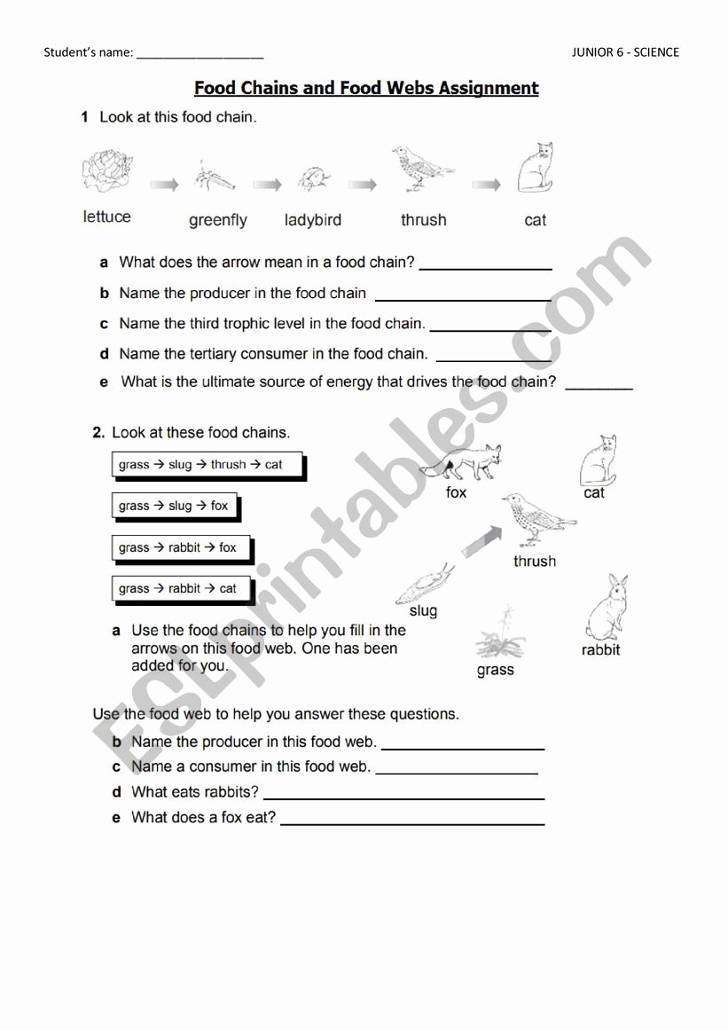Food Chains and Webs Worksheet Unique Food Chains and Food Webs Esl Worksheet by Eu G Live