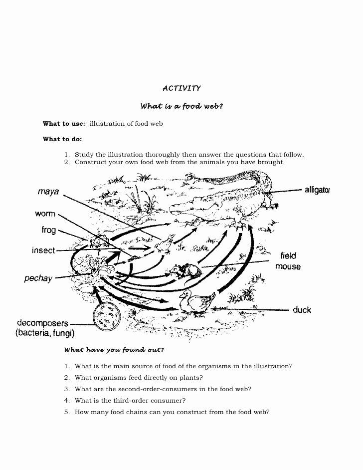 Food Web Worksheet Answer Key Best Of Food Web assignment Answer Key