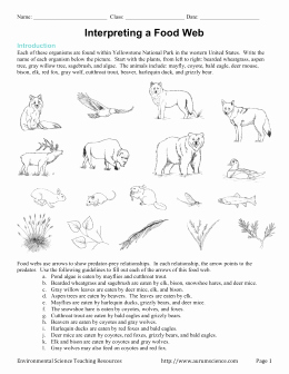 Food Web Worksheet Answer Key Lovely Interpreting A Food Web Introduction Each Of these