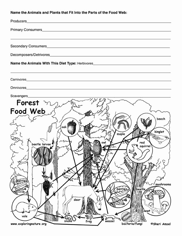Food Web Worksheet Answers Luxury Deciduous forest Food Web Activity