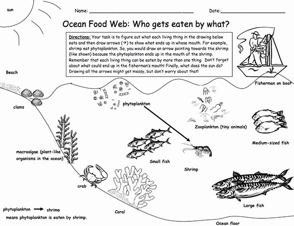 Food Web Worksheet High School Awesome Here S A Lesson and Materials On A Marine Food Web