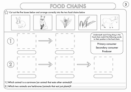Food Web Worksheet Pdf Fresh Year 4 Science Animals Including Humans Digestion