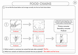 Food Web Worksheet Pdf Inspirational Year 4 Science Animals Including Humans Digestion