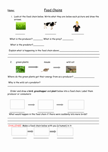 Food Web Worksheet Pdf Lovely Food Chains Full Lesson with Worksheets Plan and Food Web