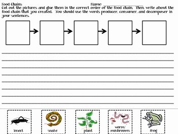 Food Web Worksheet Pdf Lovely Food Chains Writing Activity by Jennifer Petko