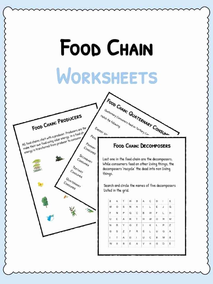 Food Web Worksheet Pdf Luxury Food Chain Worksheets