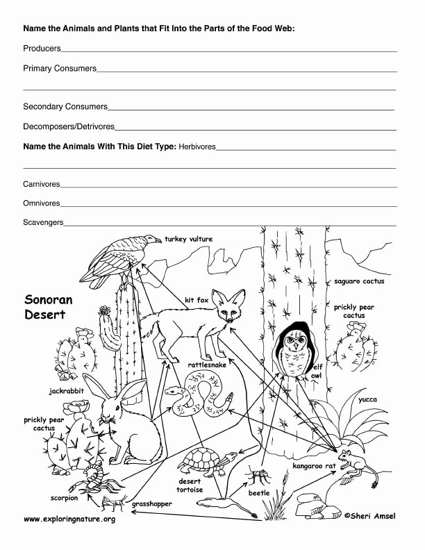 Food Web Worksheet Pdf Unique Parts Of the Food Web Fill In the Blank