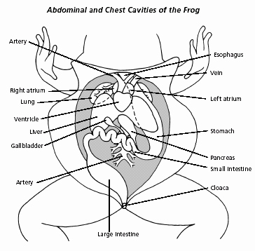 Frog Dissection Pre Lab Worksheet Beautiful Frog Dissection Biology Junction